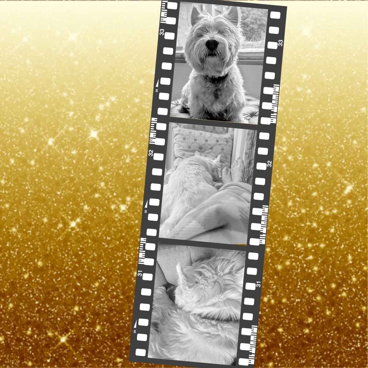 snoopysue71's tweet photo. Just some little black and white photos of Freddie on a movie reel πΎ
β¨ Being where our feet are β¨
β¨ Being where our paws are β¨
#Gentleness π©΅
#Ready4Freddie ππΆ
#KeepGoing xβ
https://t.co/J94iaaAYhT
