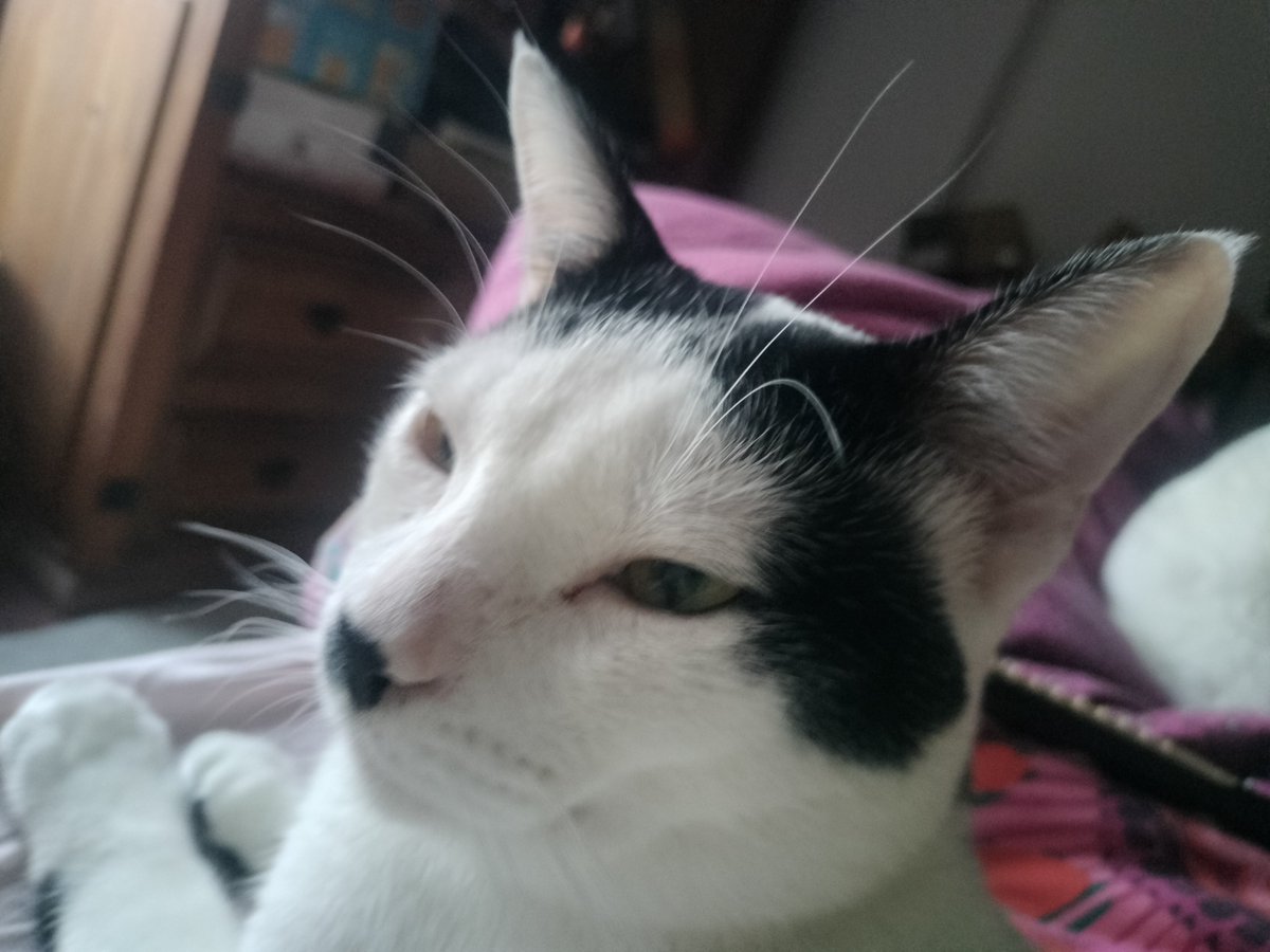 Hugo25880566315's tweet photo. @Catsworldtweet Já disse ao colega para acertar o bigode,parece o Chaplin, este também reencarnou 🫩 https://t.co/UEfBMOXLXZ