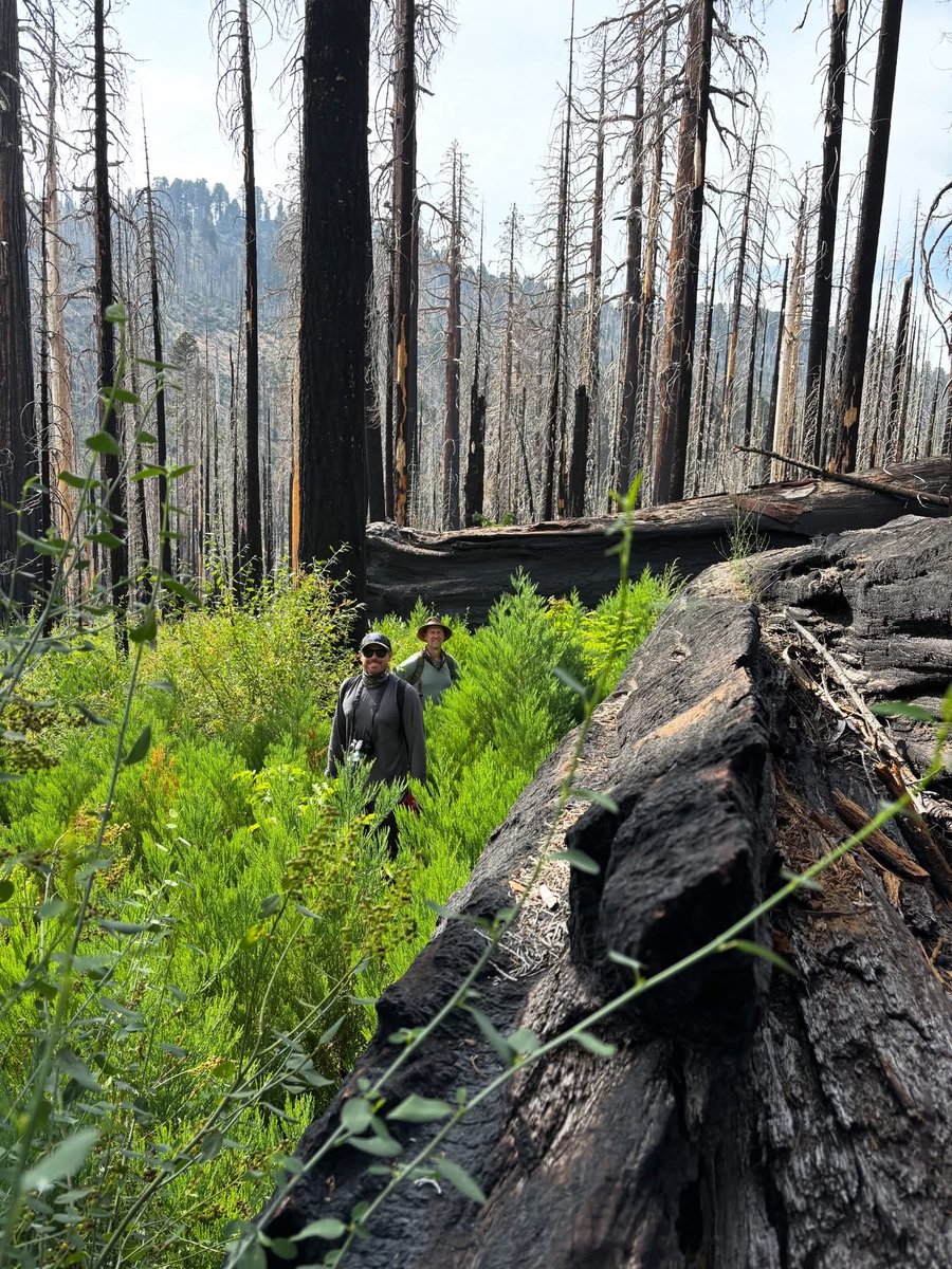 JohnMuirProject's tweet photo. Do you know where this sea of regeneration surrounding JMP staff is? Or what species these young trees  are?  Leave your answers in the comments! Hint, these youngsters will become some of the biggest trees in the world. #resilience #postfire #knpcomplexfire https://t.co/txSxSsQx20