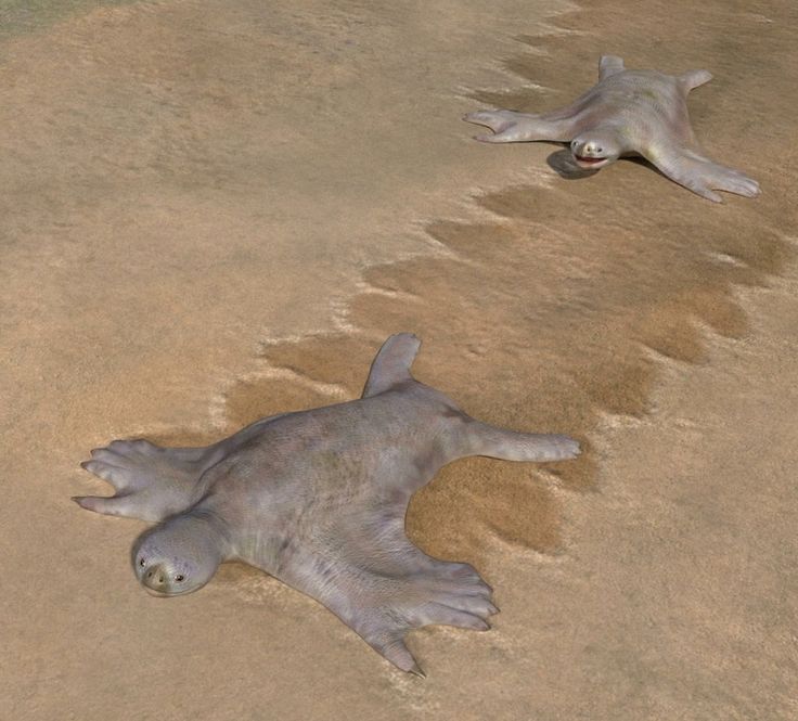 natural77384672's tweet photo. Dwarf bat turtle
digital artwork of a speculative fictional creature https://t.co/DXHINMvqZe