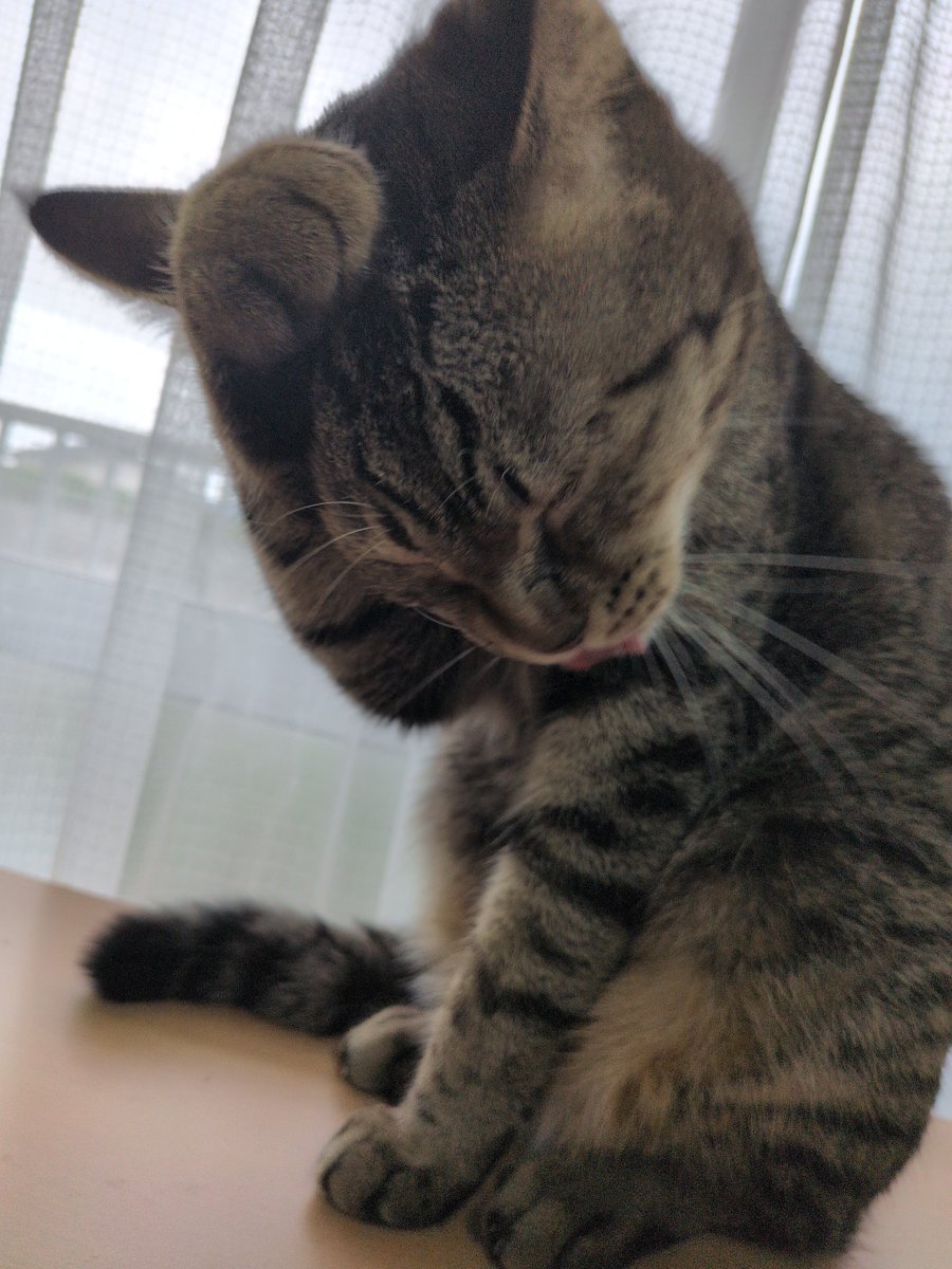 M_A9_1's tweet photo. 顔洗うねこさん https://t.co/d0yf4qbmYW