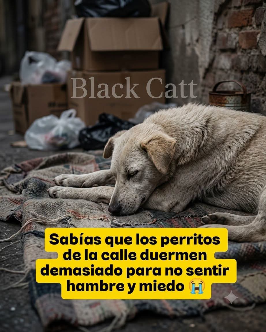 REGIOBISEXXX's tweet photo. 🙏😓🐕😓🙏
#Perro. #Dog https://t.co/mIAjHfKbOR