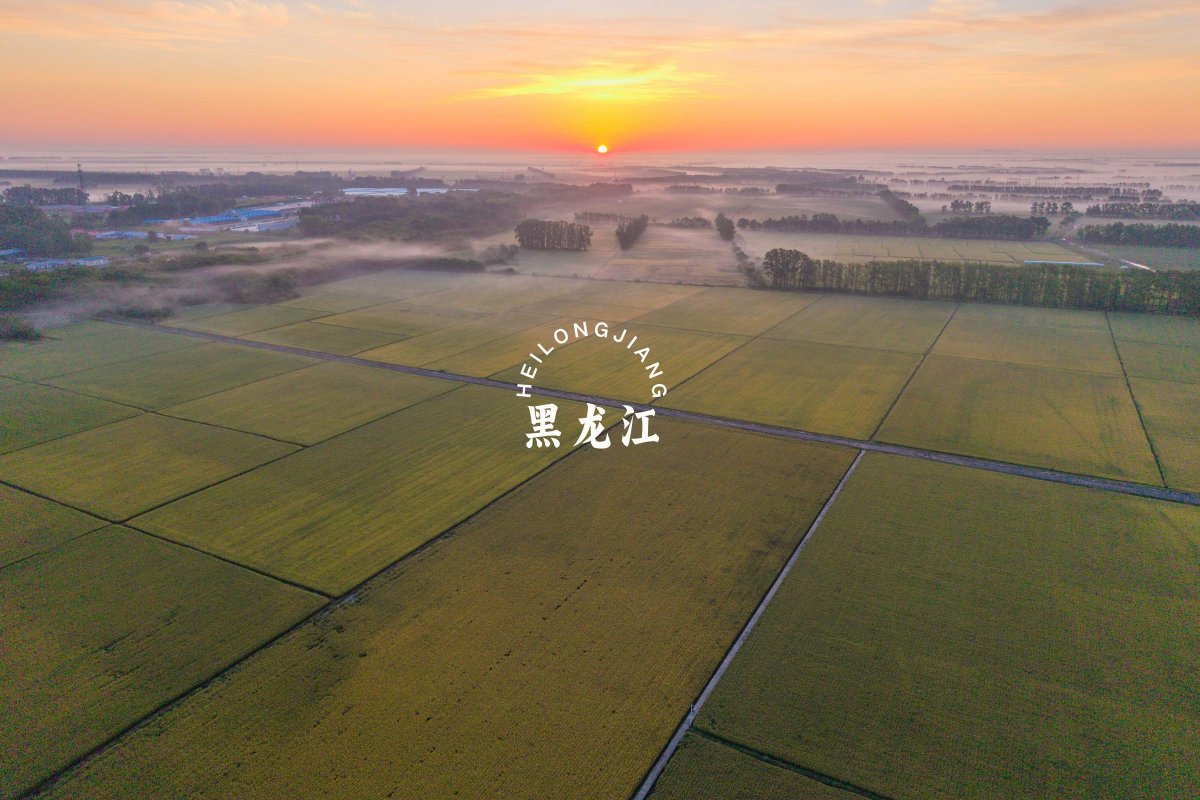 FlyOverChina's tweet photo. As the autumn harvest approaches, the fertile fields in northeast China's Heilongjiang are filling with ripening grain crops.

In a region known as "China's granary" in China's northeast, a bumper harvest is expected.

#heilongjiang #harvestseason #flyoverchina https://t.co/X4neiqa6Xh