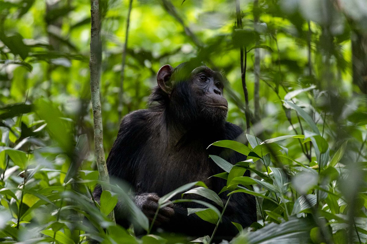 SafariChapter's tweet photo. Start your Monday with the sounds of the wild! Chimpanzee trekking offers an unforgettable encounter with one of our closest relatives. Watch as chimpanzees swing through the trees, communicate with each other, search for food, and move freely through their natural habitat. https://t.co/eKvlumAcdi