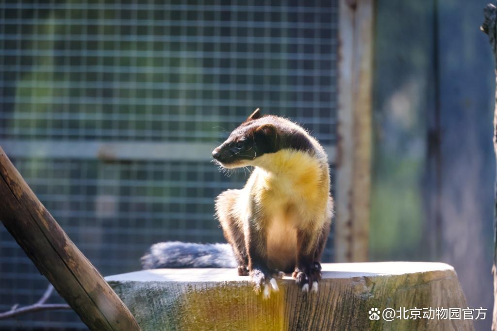 BeijingEvening's tweet photo. 北京动物园邀您共赏初秋“萌”物画卷。
Beijing Zoo invites you to admire lovely wildlife scenes in early autumn.
#BeijingZoo #Wildlife #AutumnInBeijing https://t.co/YE5bVg142R