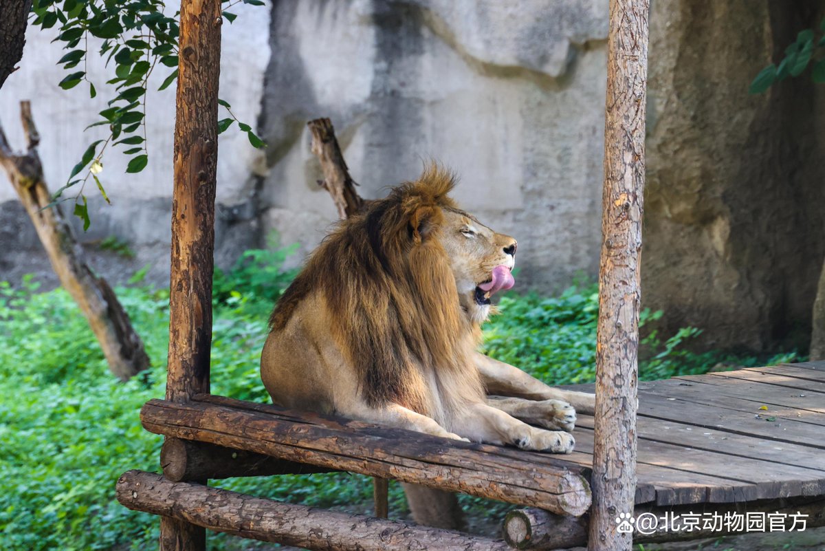 BeijingEvening's tweet photo. 北京动物园邀您共赏初秋“萌”物画卷。
Beijing Zoo invites you to admire lovely wildlife scenes in early autumn.
#BeijingZoo #Wildlife #AutumnInBeijing https://t.co/YE5bVg142R