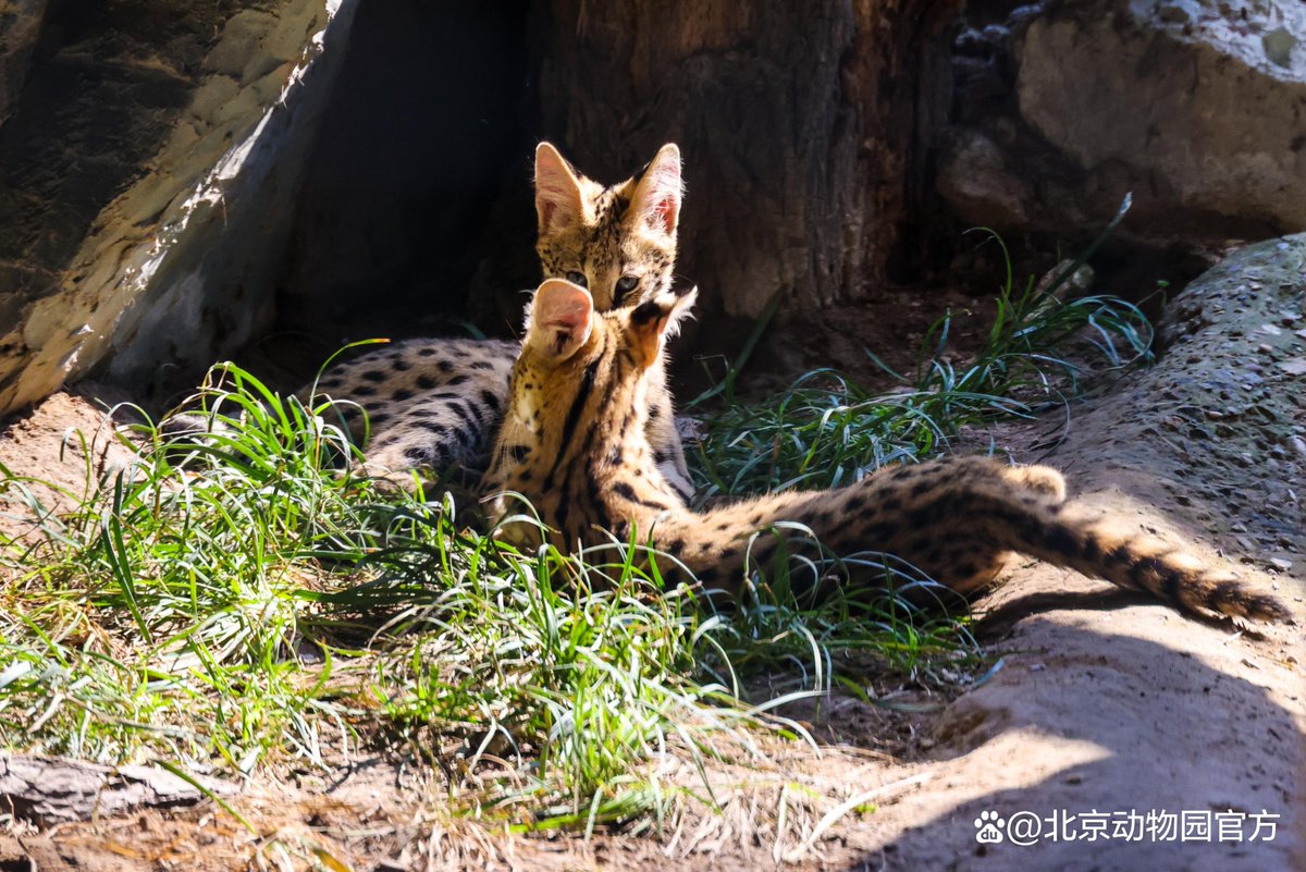 BeijingEvening's tweet photo. 北京动物园邀您共赏初秋“萌”物画卷。
Beijing Zoo invites you to admire lovely wildlife scenes in early autumn.
#BeijingZoo #Wildlife #AutumnInBeijing https://t.co/YE5bVg142R