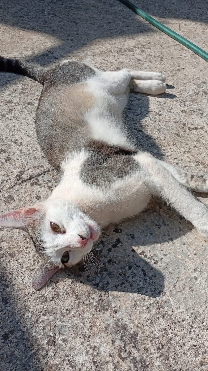 Solopar53137293's tweet photo. El Miol és un gatet d'uns 4 anys que va aparèixer sol al bosc. Carinyós, pacient i sociable.
Esterilitzat i xipat, és positiu en sida felí. No és una malaltia contagiosa a humans, però si entre gats. Busquem per a ell una família que el pugui tenir en una llar ☎️ 655 42 94 13 https://t.co/MdXHywIrnv