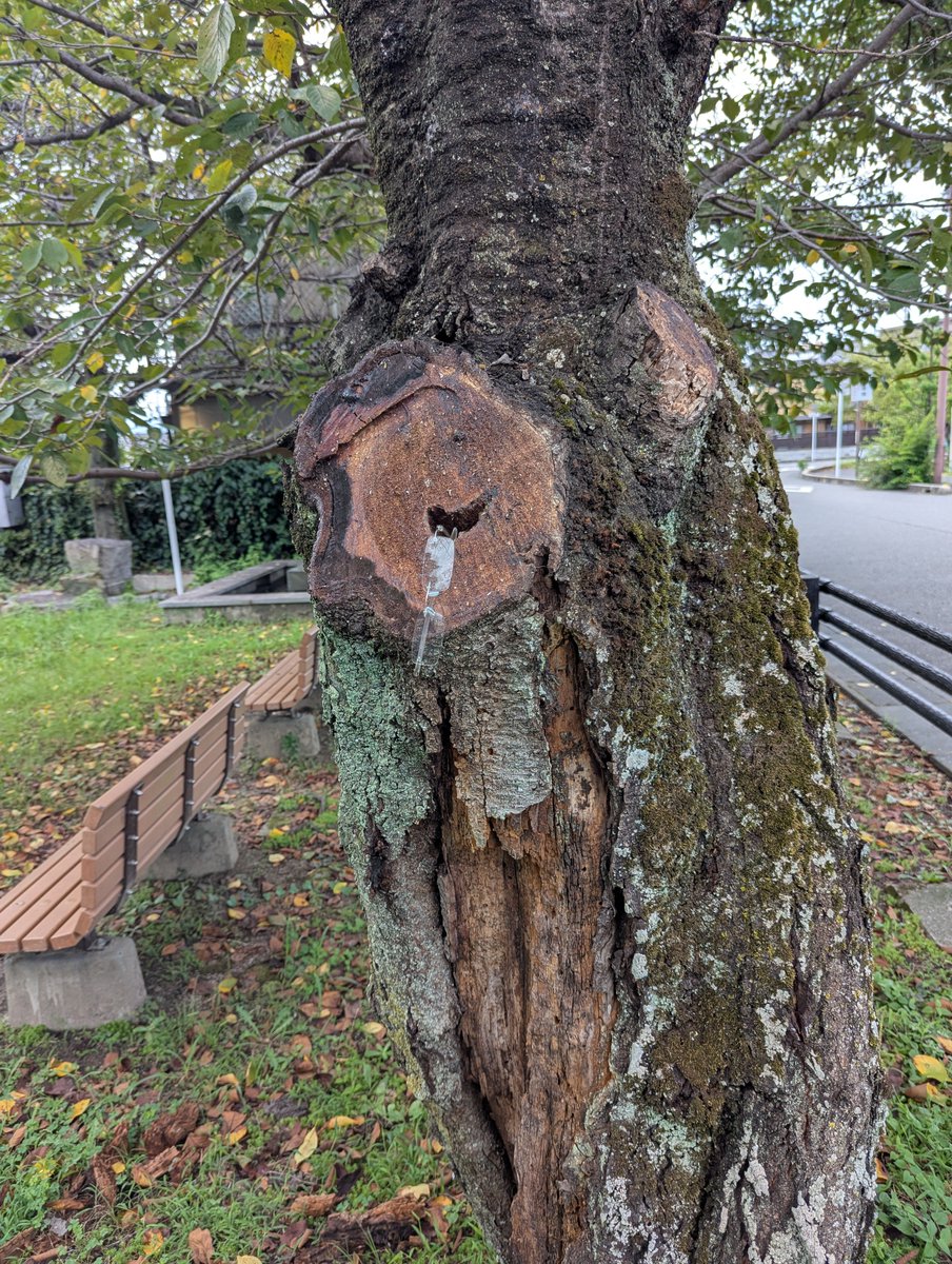 HelleMond's tweet photo. 木もメガネをつける時代なんですね。 https://t.co/S5AXms4rMm