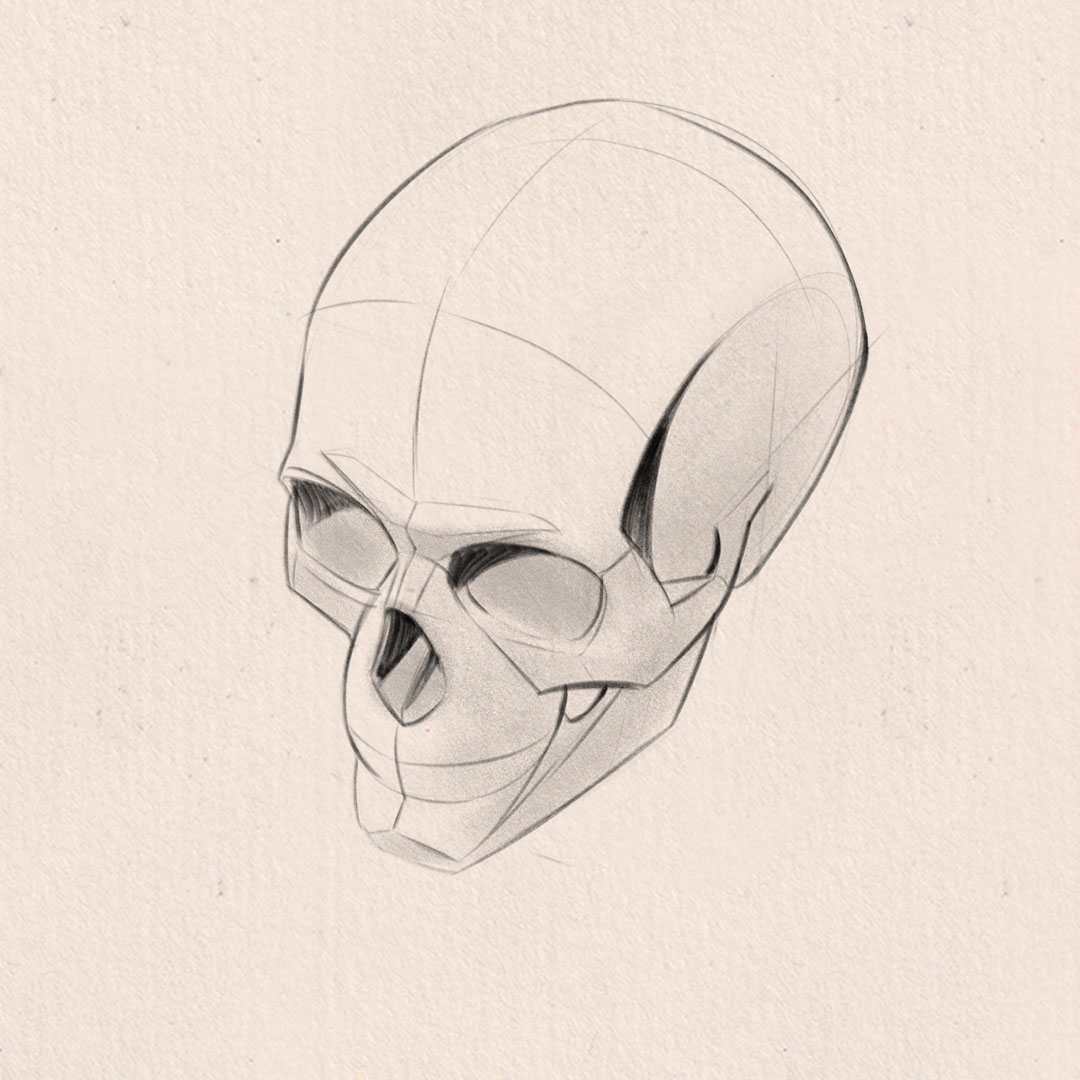LucasPeinador's tweet photo. Nothing like practicing how to draw skulls to improve how to draw faces. If you haven't given it a try, I fully recommend it 💀 https://t.co/xN2Eha47XS