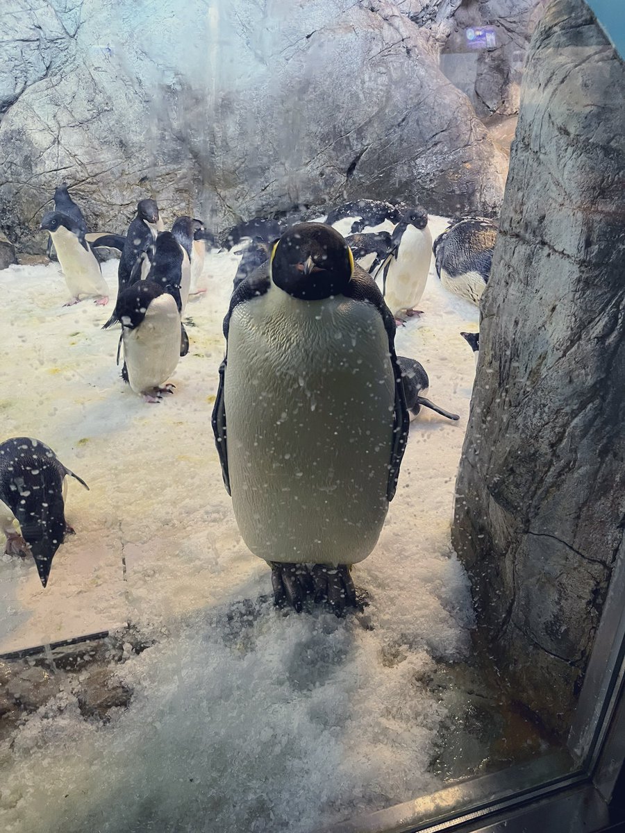 harukun_bmg's tweet photo. 数年前に水族館で出会っためちゃくちゃ礼儀正しいペンギンまだおもろい https://t.co/I9CNfCrJza