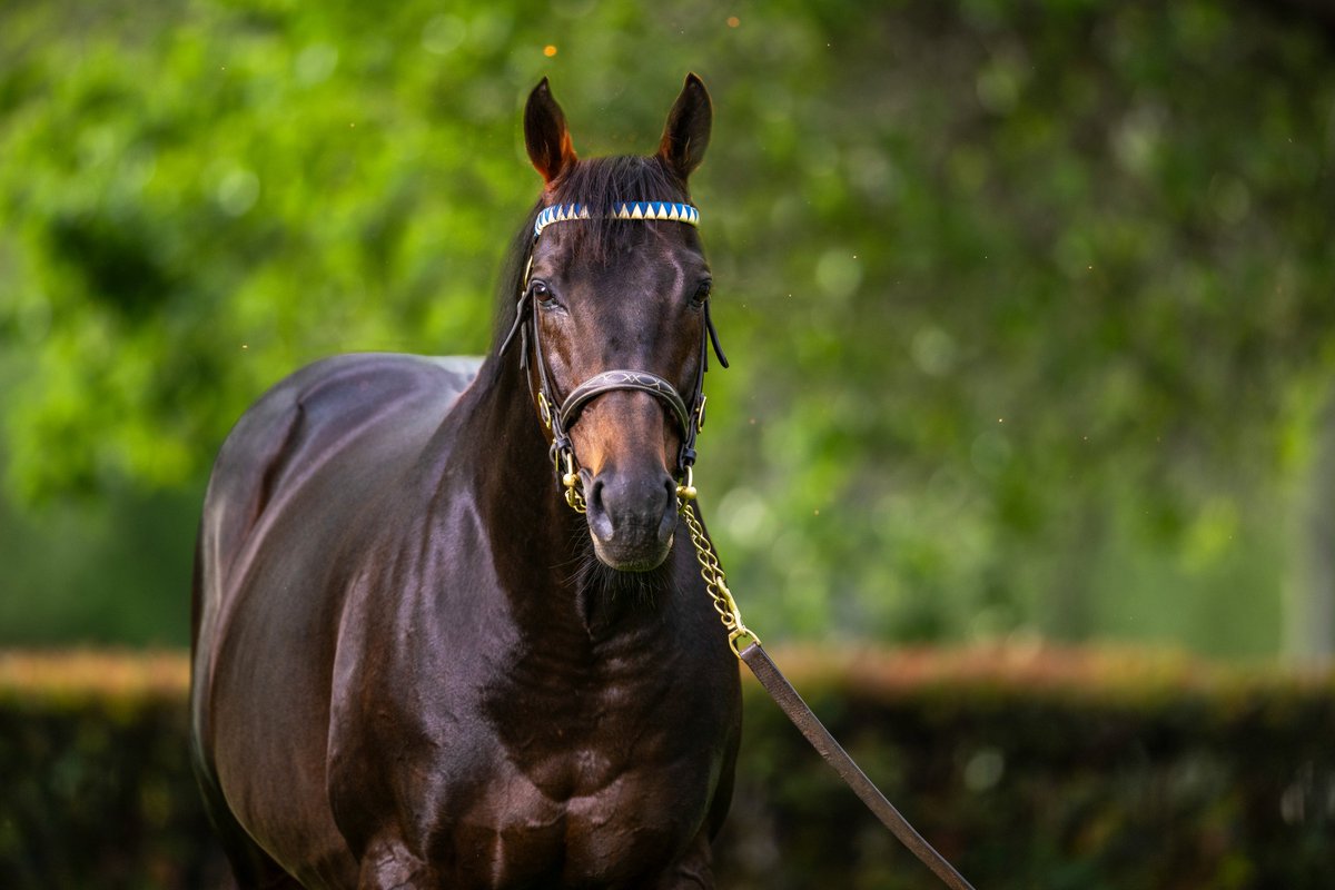DarleyAus's tweet photo. 🥛 The cream has quickly risen to the top.

2026-27 Australian General Sires (SWs):
1️⃣ #TooDarnHot: 63 Rnrs | 15 Wnrs | 3 SW
2️⃣ The Autumn Sun: 54 Rnrs | 12 Wnrs | 2 SW
3️⃣ #StreetBoss: 54 Rnrs | 14 Wnrs | 2 SW
4️⃣ #Bivouac: 52 Rnrs | 11 Wnrs | 2 SW
5️⃣ Home Affairs: 23 Rnrs | 5 Wnrs | 2 SW