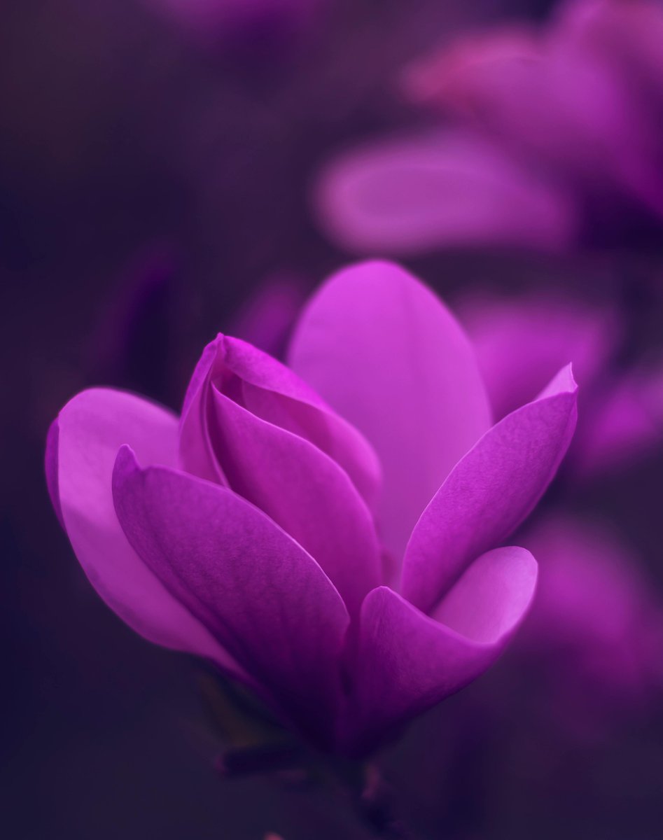 EloispPBenitpBS's tweet photo. Gần tối, mặt hồ giữ nguyên màu của buổi chiều. Có những con đường vẫn gợi nhớ người xưa. Tôi để lòng mình nhẹ đi một chút 🌼 https://t.co/1nkmBDMJeP