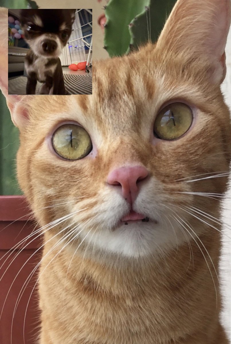withcortis4life's tweet photo. puppy's pov of a kitty https://t.co/933wvB2FOS