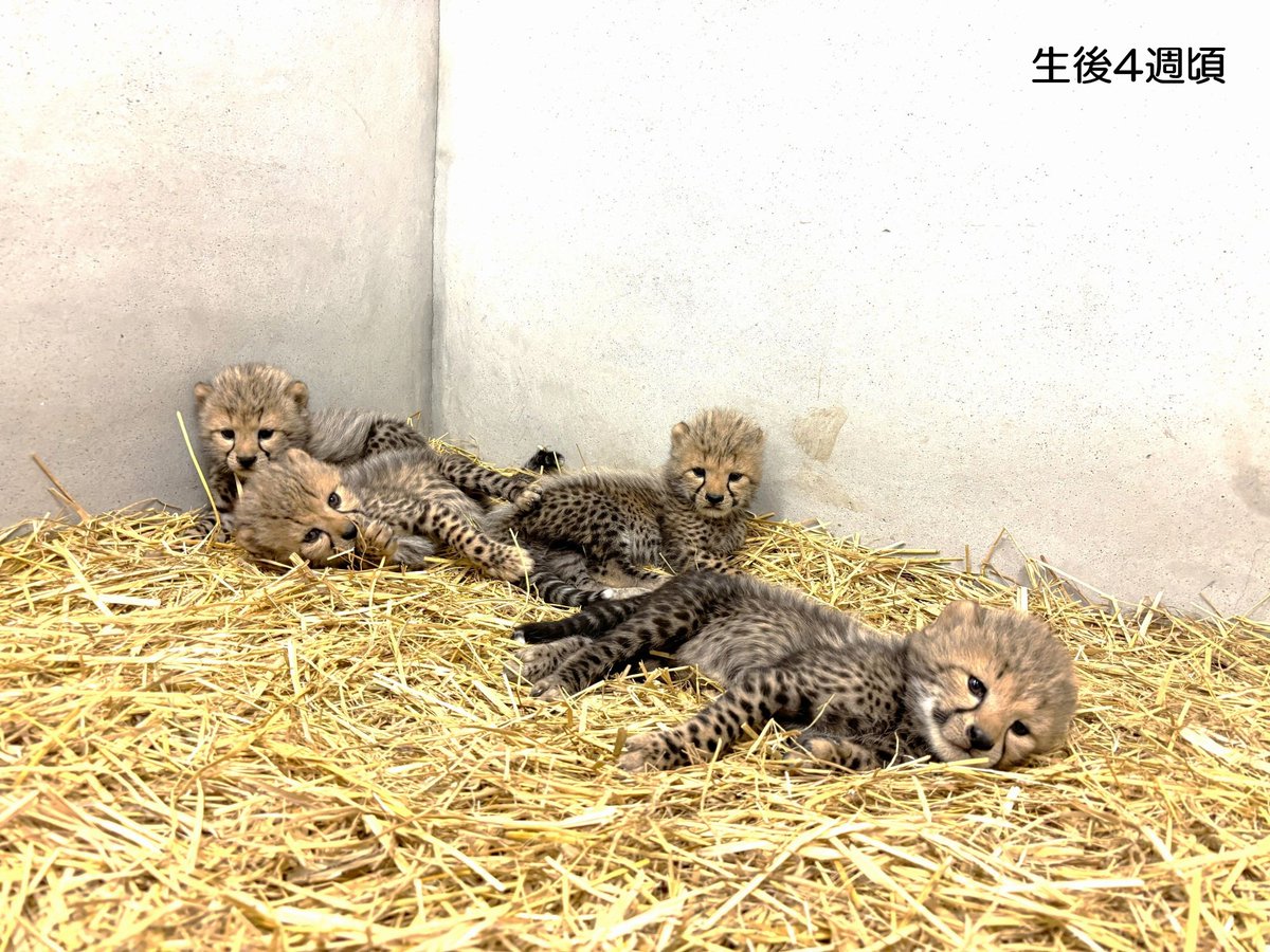 asa_zoo's tweet photo. 【ルーシー親子だより】
先日9月2日（生後9週頃）時点で、子どもたちの体重は4.3㎏～4.6㎏。4頭とも順調に育っているようです。

撮影開始した生後3週頃（体重1.5㎏程）からの写真を何枚かならべてみると、その成長の様子がわかりますね。

#チーター　#zoo https://t.co/qto35dvNWw