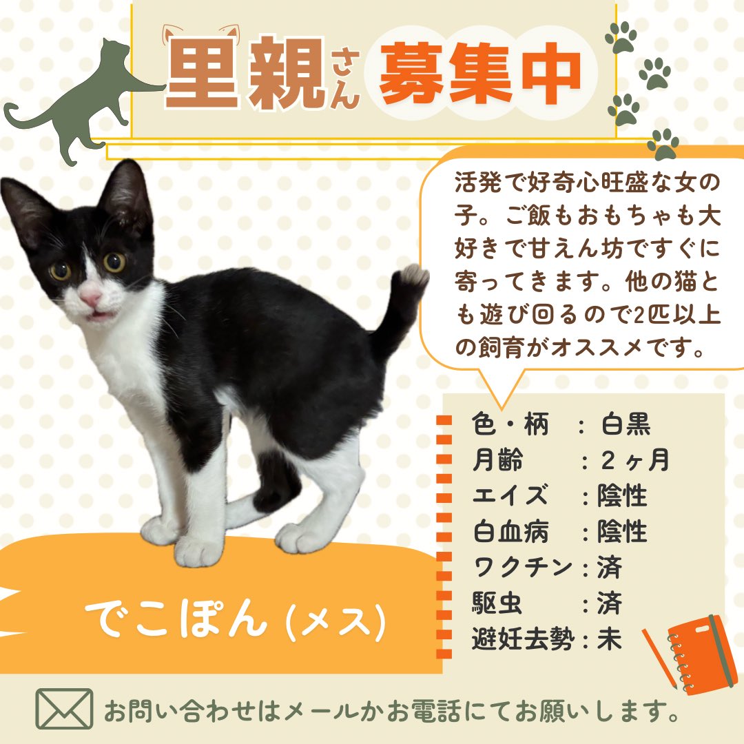 すみパン@9/13(日)譲渡会 on X: 