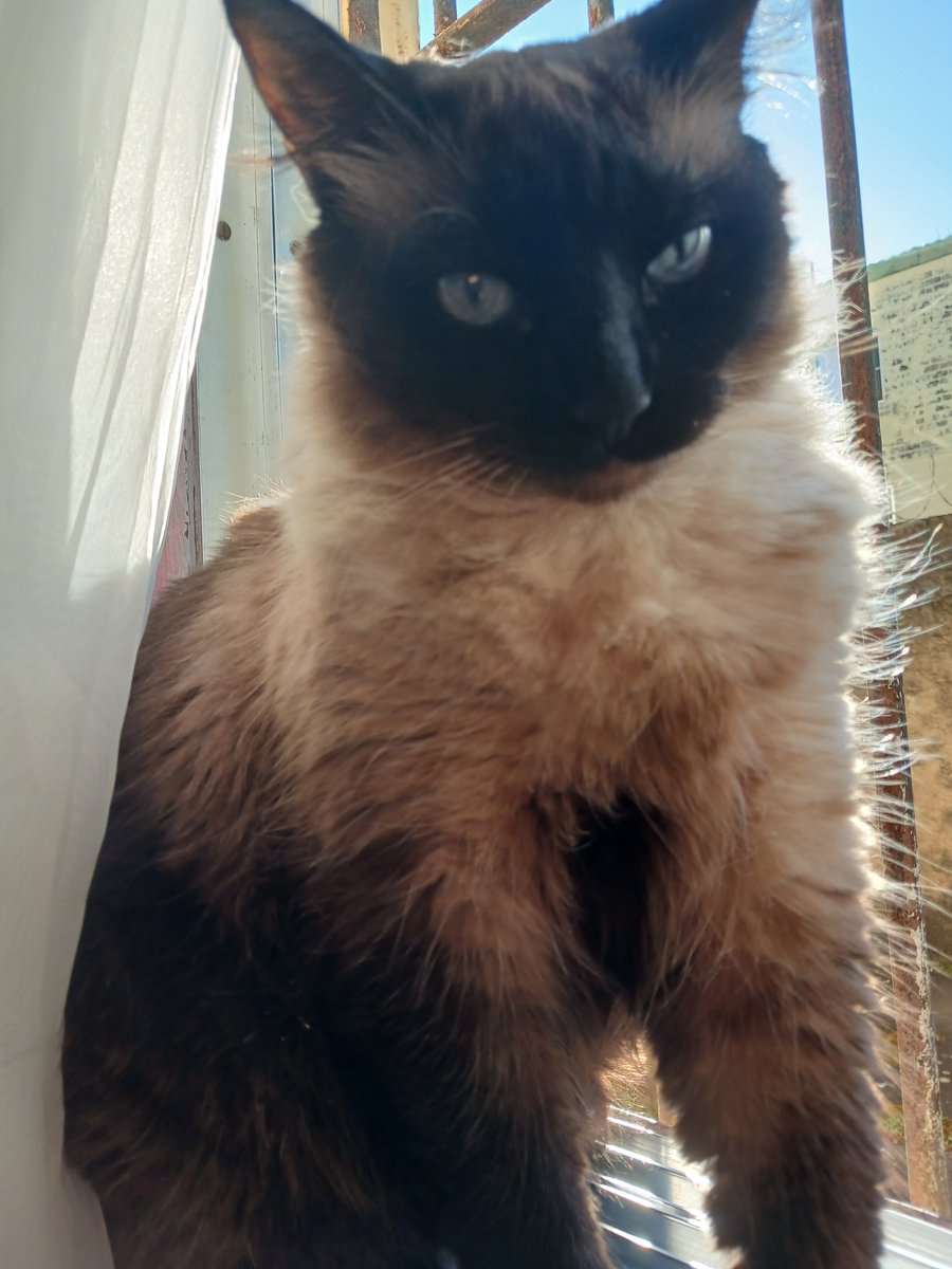 badshawtydesp's tweet photo. te amo pra sempre roxie, não sei como eu vou aguentar sem você https://t.co/Diws1DxBoD