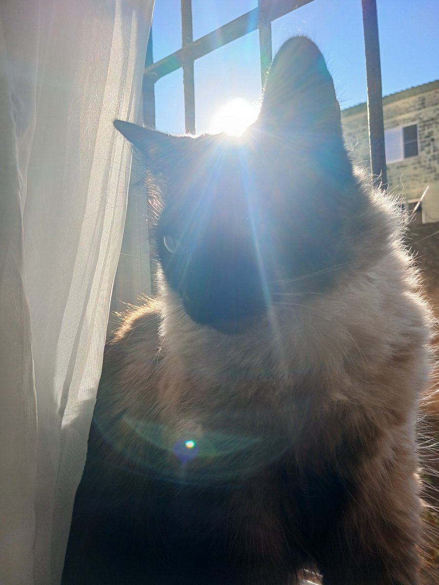 badshawtydesp's tweet photo. te amo pra sempre roxie, não sei como eu vou aguentar sem você https://t.co/Diws1DxBoD