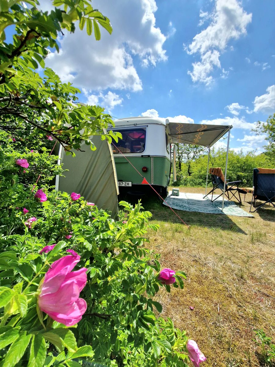 EliasRabel3i's tweet photo. A wonderful day among the dune roses at Duincamping De Lepelaar. https://t.co/JZq5YxNxTx