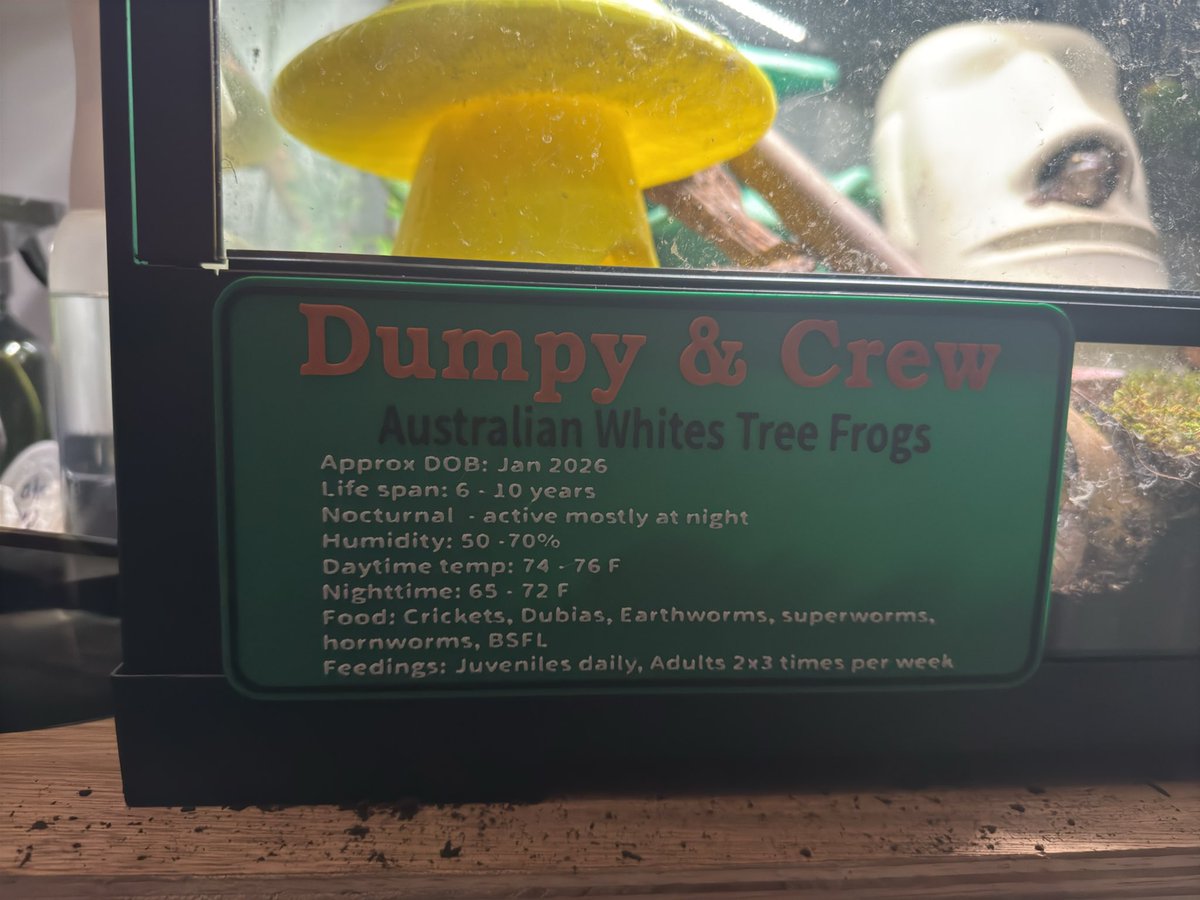 1longhairedguy's tweet photo. Acquired a couple of frogs today. After setting up their terrarium and letting them get settled, they decided to show themselves this evening when it was time to feed them 😁 https://t.co/qZ8fcOB7Wc