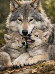 amaregar's tweet photo. Los lobos ibéricos son una especie extraordinaria ,es urgente salvarles de los gobiernos que han ordenado su caza sin contar con un censo actualizado  de su población 
Asturias,Cantabria y la Rioja declaran la guerra al lobo pero ellos no están solos 
#LoboVivo 
#LoboProtegido https://t.co/0EItN4MdfD