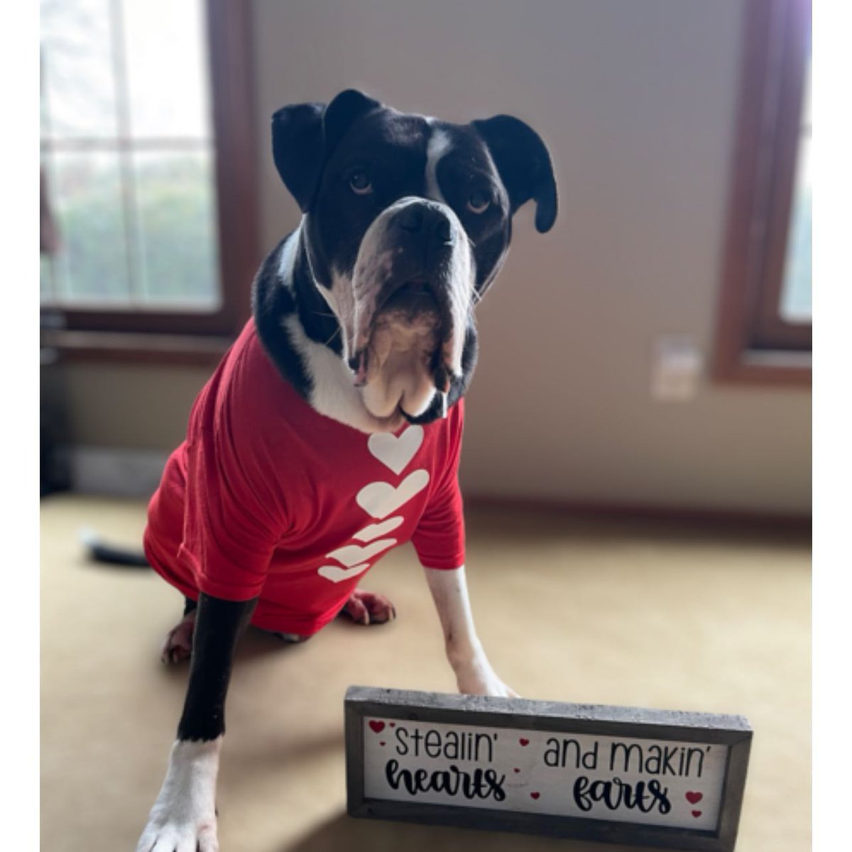 ArlaParlatil's tweet photo. Vote for me! I’m in the “My Furry Valentine” photo contest and I want to win! https://t.co/uT97ShS8oa