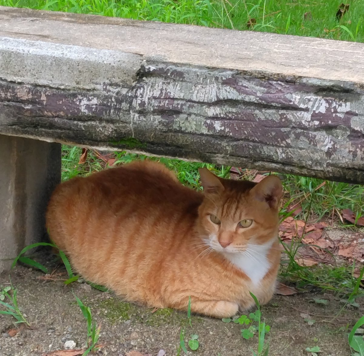 momo12oncetwice's tweet photo. ベンチの下で雨宿りする猫さん(ΦωΦ)
＃ねこ　＃猫　＃ねこ画像　＃猫画像　＃ねこ好き　＃猫好き　＃猫好きさんと繋がりたい https://t.co/9aFAzQY7Ty