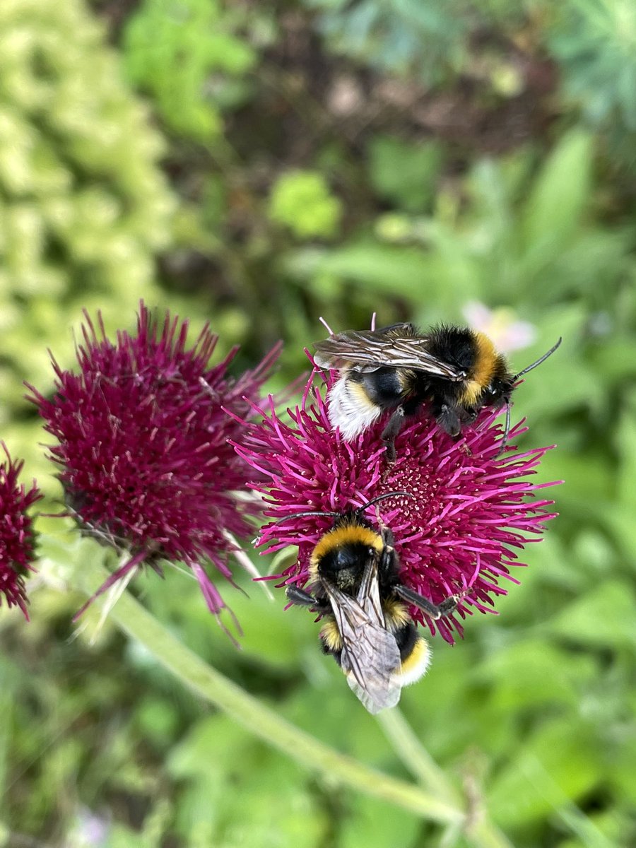 hatetorycuts's tweet photo. @christinedemar Morning Christine
#MagentaMonday from #MyGarden 
#BeeFriendly https://t.co/1LZopIYff6