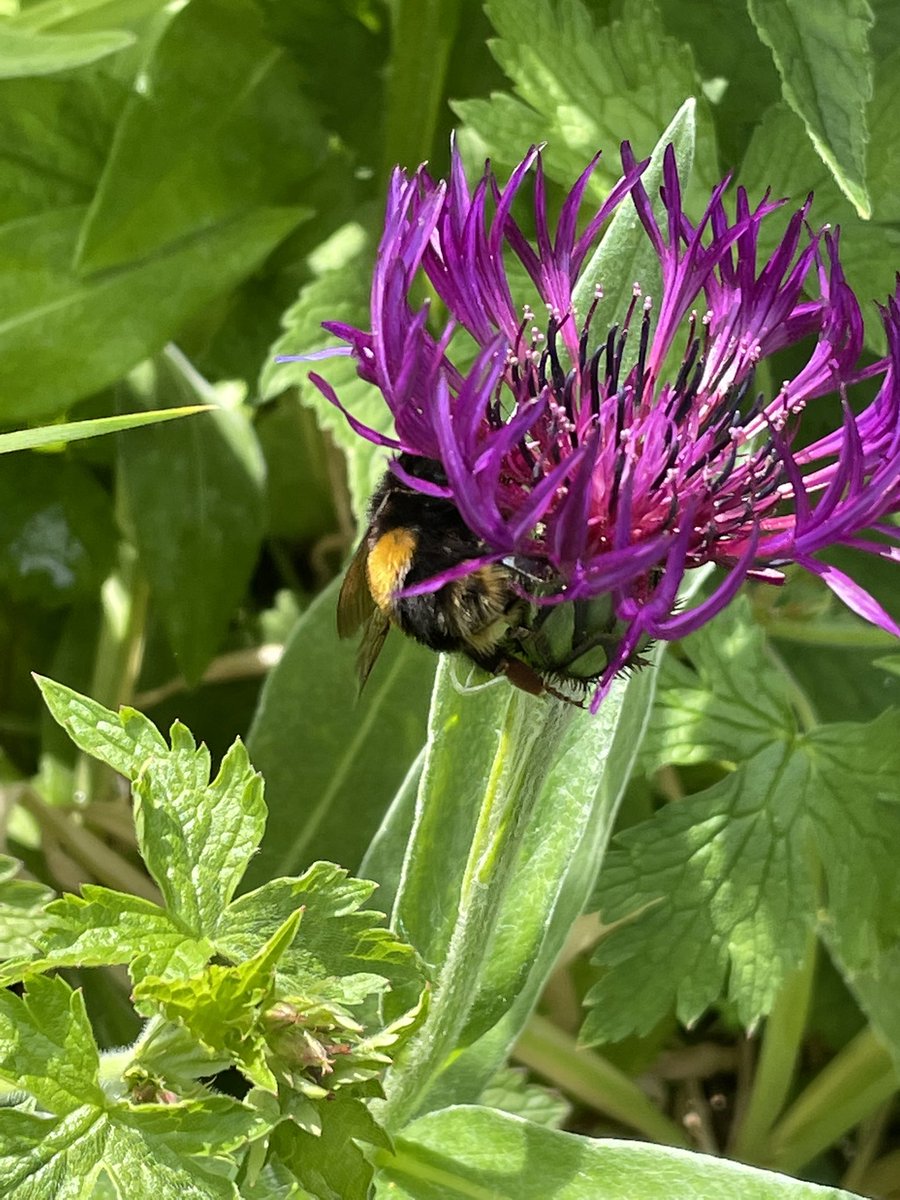 hatetorycuts's tweet photo. @christinedemar Morning Christine
#MagentaMonday from #MyGarden 
#BeeFriendly https://t.co/1LZopIYff6