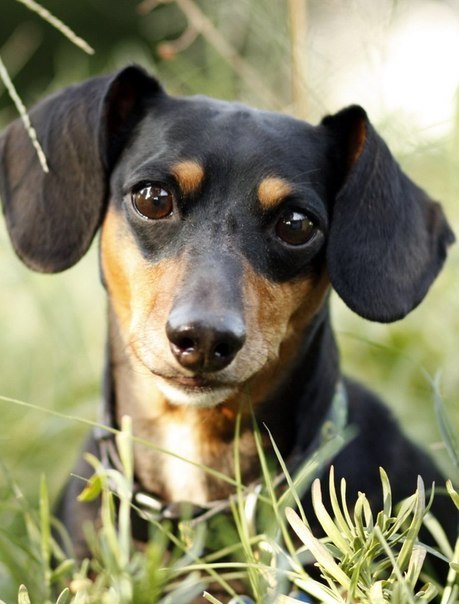 CuteDogs89's tweet photo. https://t.co/XMPQYlg1B2