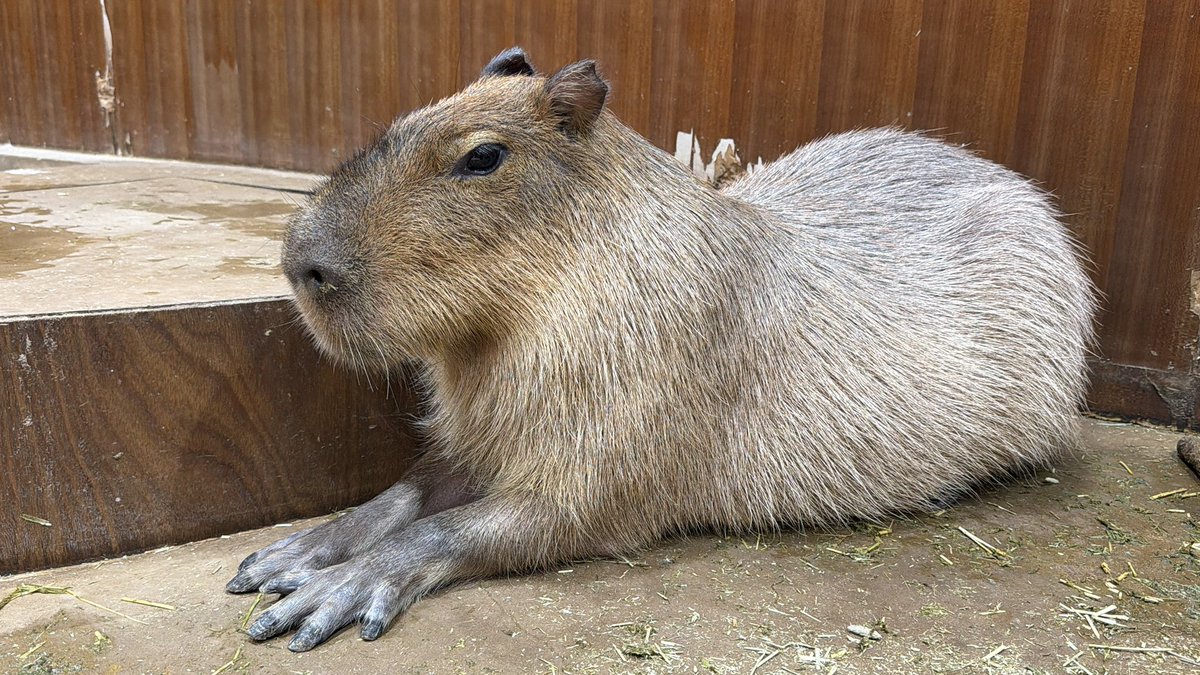 ham30's tweet photo. ポプラちゃん大人しくて良い子��った😊
 #カピバラ  #capybara  #moff https://t.co/zBWyvbOLEu