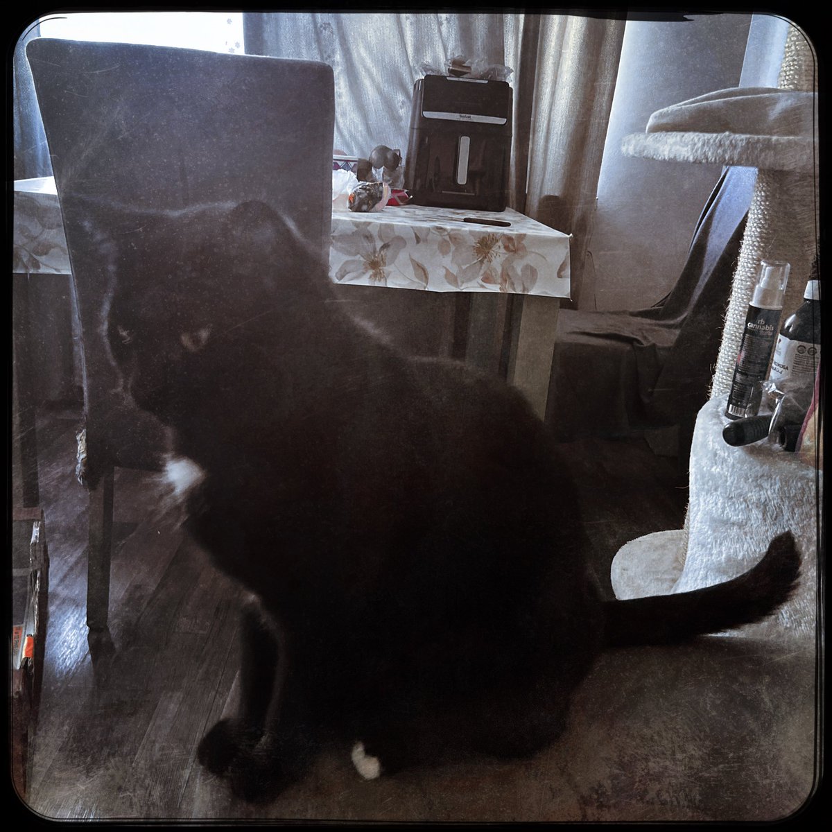 vasilybrnv's tweet photo. Hipstamatic is my favorite app. Even though I can edit photos myself in LR and PS, there’s something about it that has a special character and charm for me.
.
Loftus + Love81
#hipsta
#hipstamatic
#onetoone
#shotoniphone13pro
#stilllife
#mycat
#photo
#photograghy https://t.co/Xll45o2dFO