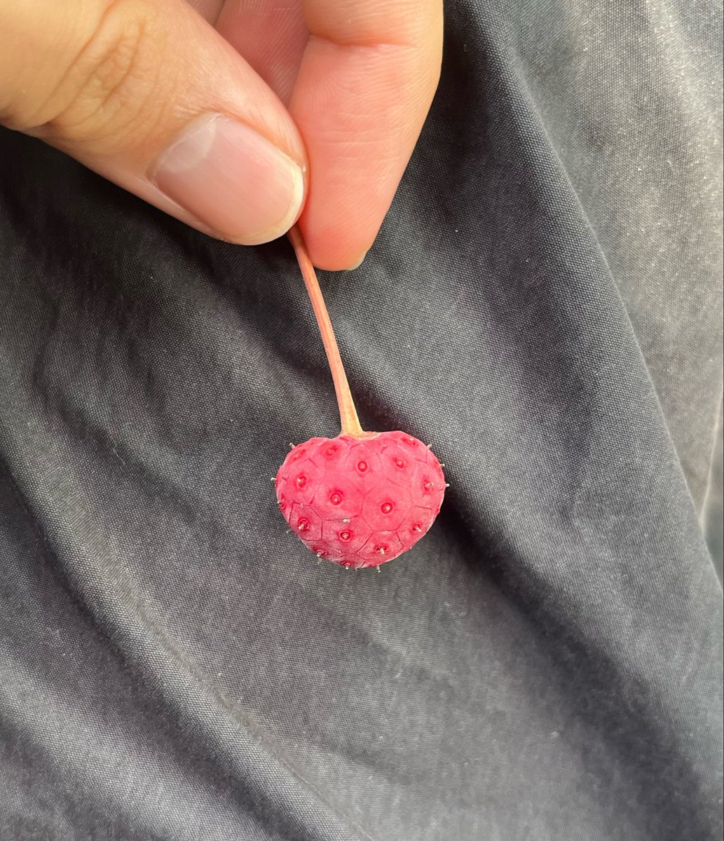 kurutokyo's tweet photo. 知らない木の実、恐る恐る食ったが耐えた（どころか普通に甘かった） https://t.co/3sOpCjnVvT