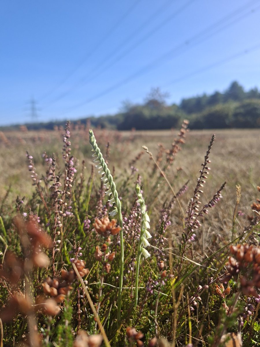 newforestranger's tweet photo. Lovely day at the Hythe Of Activity Community day at the weekend - met old friends, shared all things #NewForest, #NewForestCode & local @newforestdc #GreenWay walking routes.
Finished the day patroling Dibden Inclosure & saw my first Autumn lady's tresses orchids of the season💚 https://t.co/SyGZJpYqgS