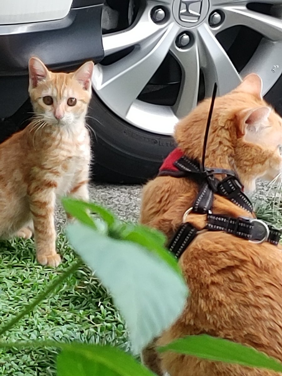 ruthyama's tweet photo. 2023年8月に我が家の庭にひょっこり現れた子猫。目が丸いから、まるちゃん。ビビリさんだけどブラッシングとちくわお兄ちゃんが大好き。病院の看護師さんにも人気だったよね。まだ3歳の可愛い盛りだったのに。明日の朝お別れします🙏 https://t.co/OfIa9xuaZU