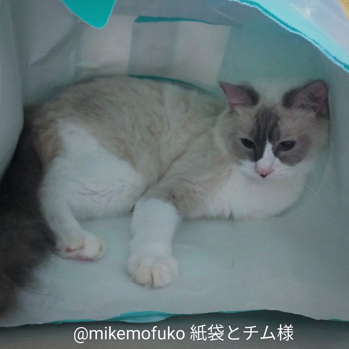 mikemofuko's tweet photo. 紙袋を適当に置いたら、猫達の住処になりました🏠😆
#猫好きな人と繋がりたい #猫と暮らす生活 仲良く遊んでね🛍️🐈 https://t.co/AhzMyZfzTG