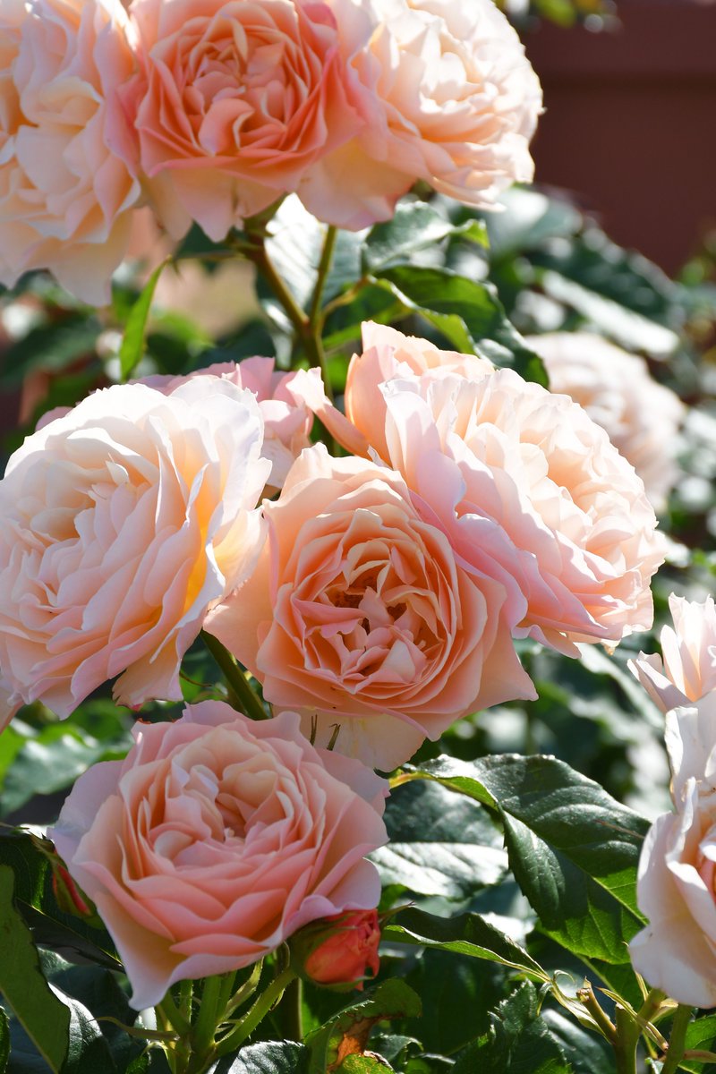 rosa_orientis's tweet photo. 風香 Fuka 

柔らかなアプリコットカラーの花色にふんわりとした丸弁八重咲の中輪花房咲き ティにフルーツの混じるの甘く上品な香りが魅力 

【公式本店】https://t.co/6gxXA7QdsN
【楽天店】https://t.co/w5GdSY58I5 https://t.co/WutnU9fJXQ