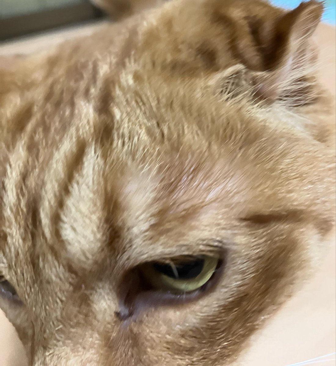 BabyHimiLife's tweet photo. だから近すぎるのよ笑 https://t.co/2bb2gYxLEs