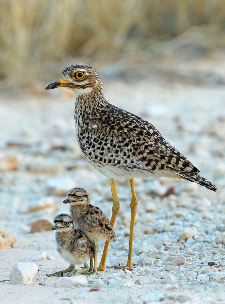 AlberthaStc6fc's tweet photo. Spotted Dikkop and chick—the Spotted Dikkop is a mainly nocturnal, ground-dwelling bird known for incredible camouflage, large yellow eyes, and speckled brown plumage. https://t.co/3hGESe1OS8