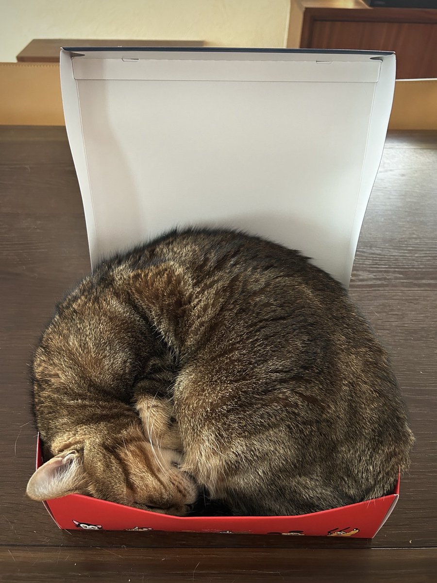 lion007's tweet photo. 夏休みのおみやげ
ネズミの箱の陣取り合戦。

昼はトモで
夜はタマ。

巨漢なふたりに
箱が悲鳴をあげているよ
と言いましたが
聞く耳持たず……。

今日はゴミの日
厚紙と化した箱を捨てました。
ありがとうね。 https://t.co/ZDXuGsZaeX