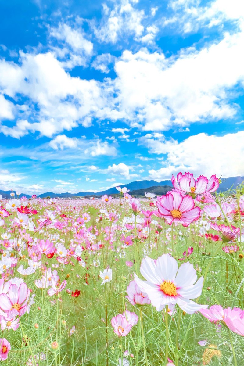 Sorani___Ao's tweet photo. もうすぐ秋に桜が咲く。 https://t.co/bG9pXJBcFE