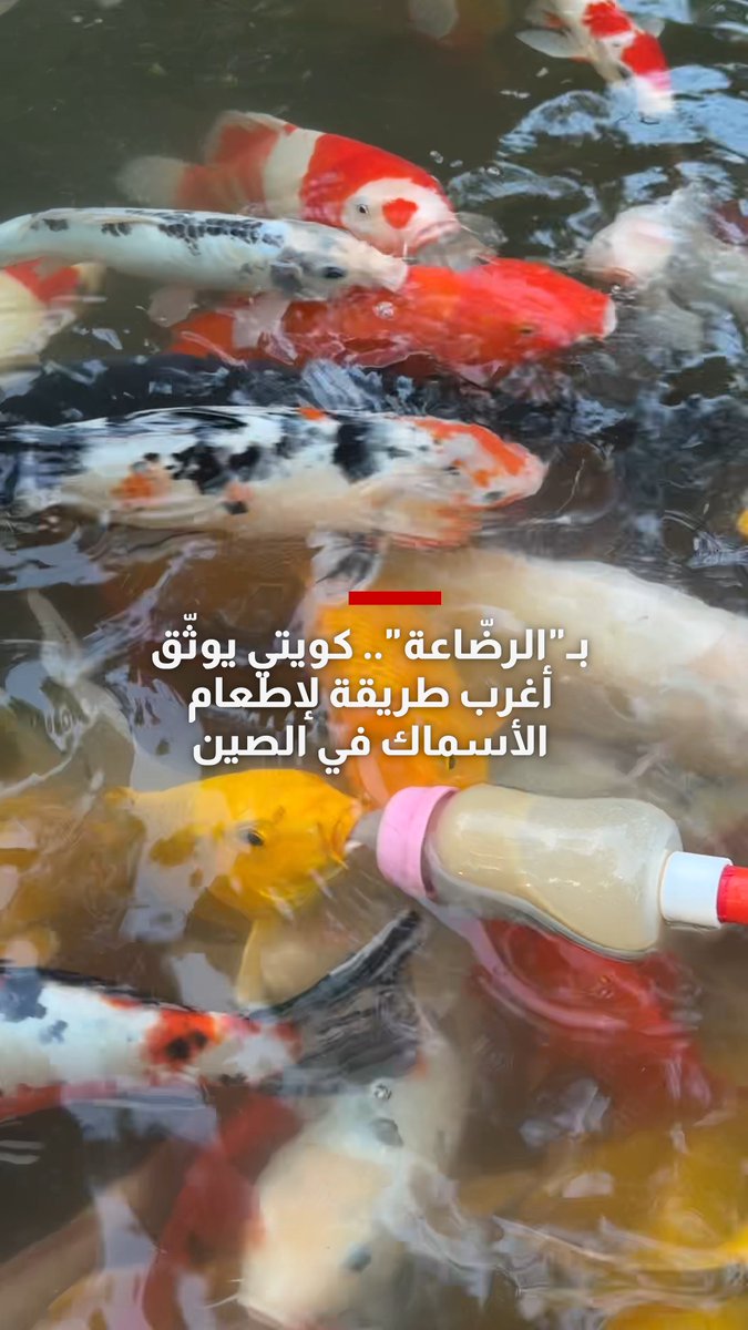 بـ"الرضّاعة".. كويتي يوثّق أغرب طريقة لإطعام الأسماك في الصين 