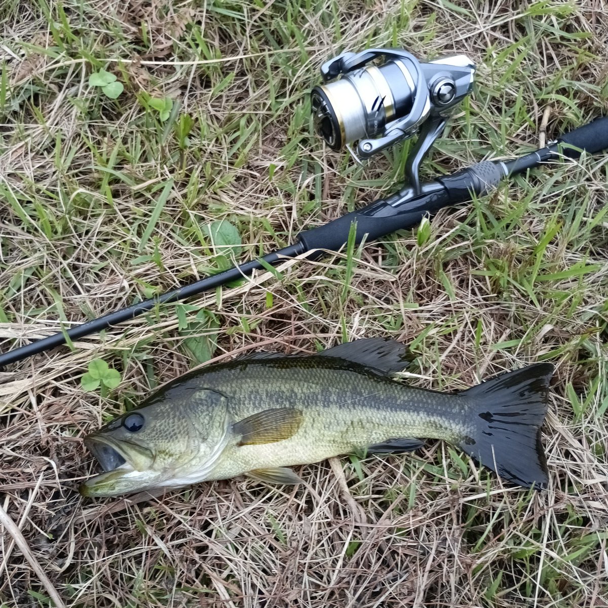 hinano7000's tweet photo. しごおわ釣行
なんとか1匹釣れたけど、
お助けリグがここでは通用
しなくなってきている。。。 https://t.co/eN7AtMLSul