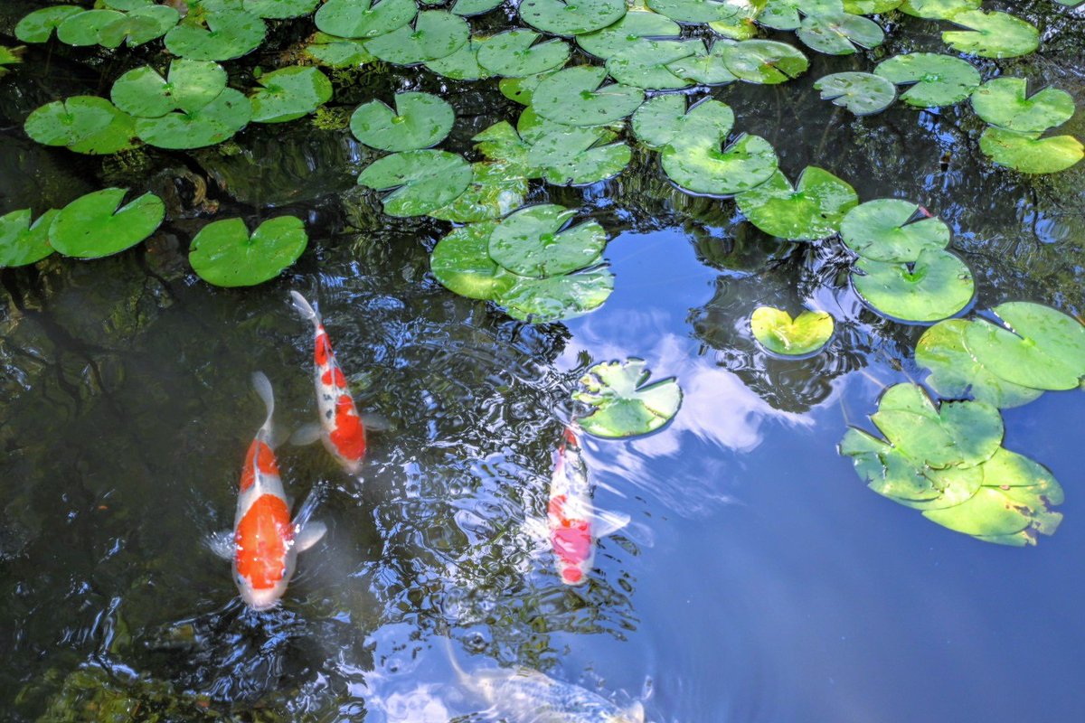 _mint1996's tweet photo. 京都の夏🎐
　〜天授庵

南禅寺塔頭

枯山水の方丈前庭と池泉回遊式の書院南庭
趣きが異なる2つの庭園を楽しめます✨

南禅寺内では紅葉の色づきが早目で人気の紅葉の名所🍁

秋の訪れが楽しみです ✨𓂃 𓈒𓏸 

9.5📸
＃ファインダー越しの私の世界 https://t.co/eMrV0iuju5