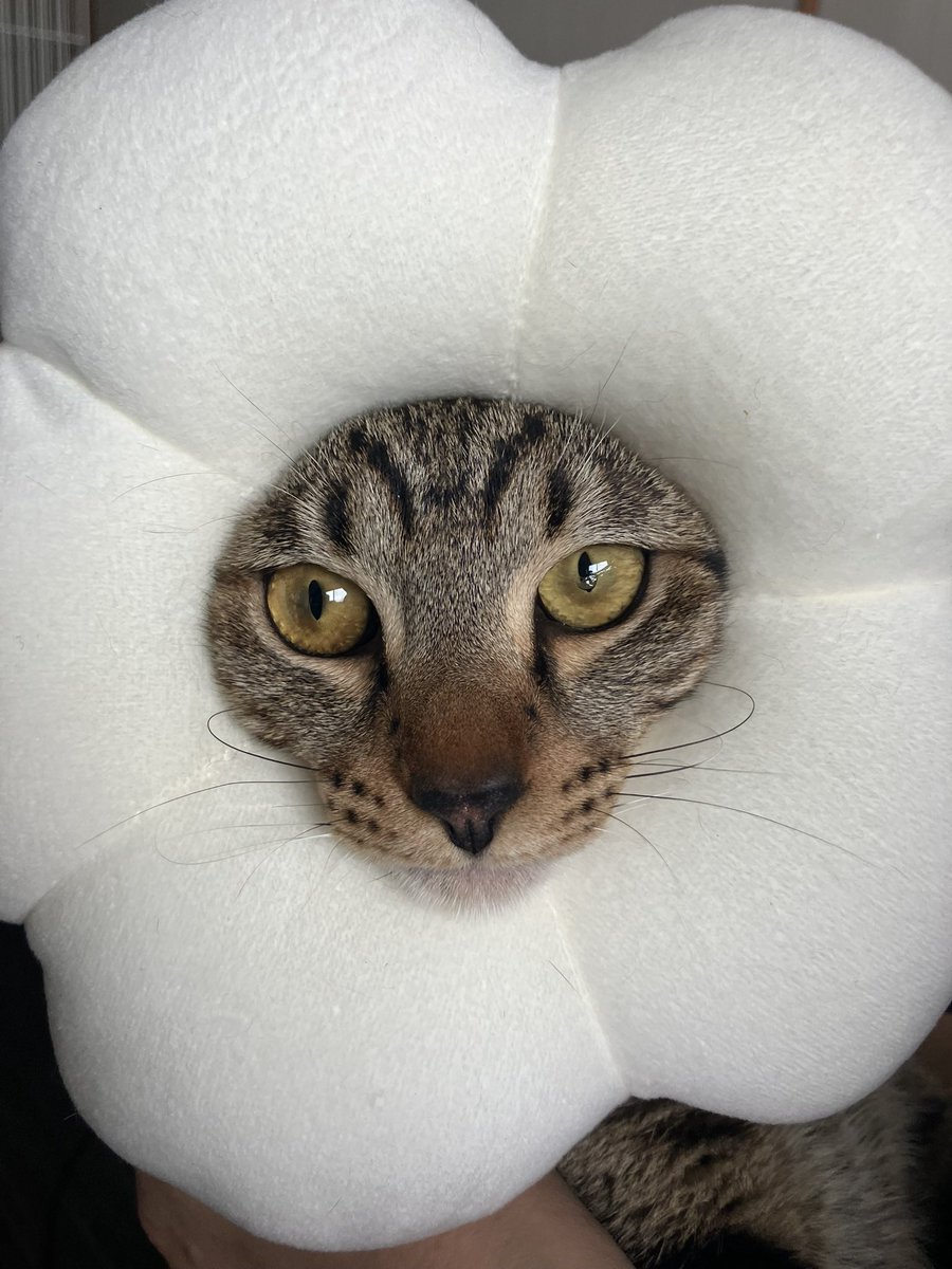 BabyHimiLife's tweet photo. あれから一年だからちょうど一歳くらい🐱ぽんたはやんちゃで元気いっぱいに育ってます笑 https://t.co/XfZ36MhuCb