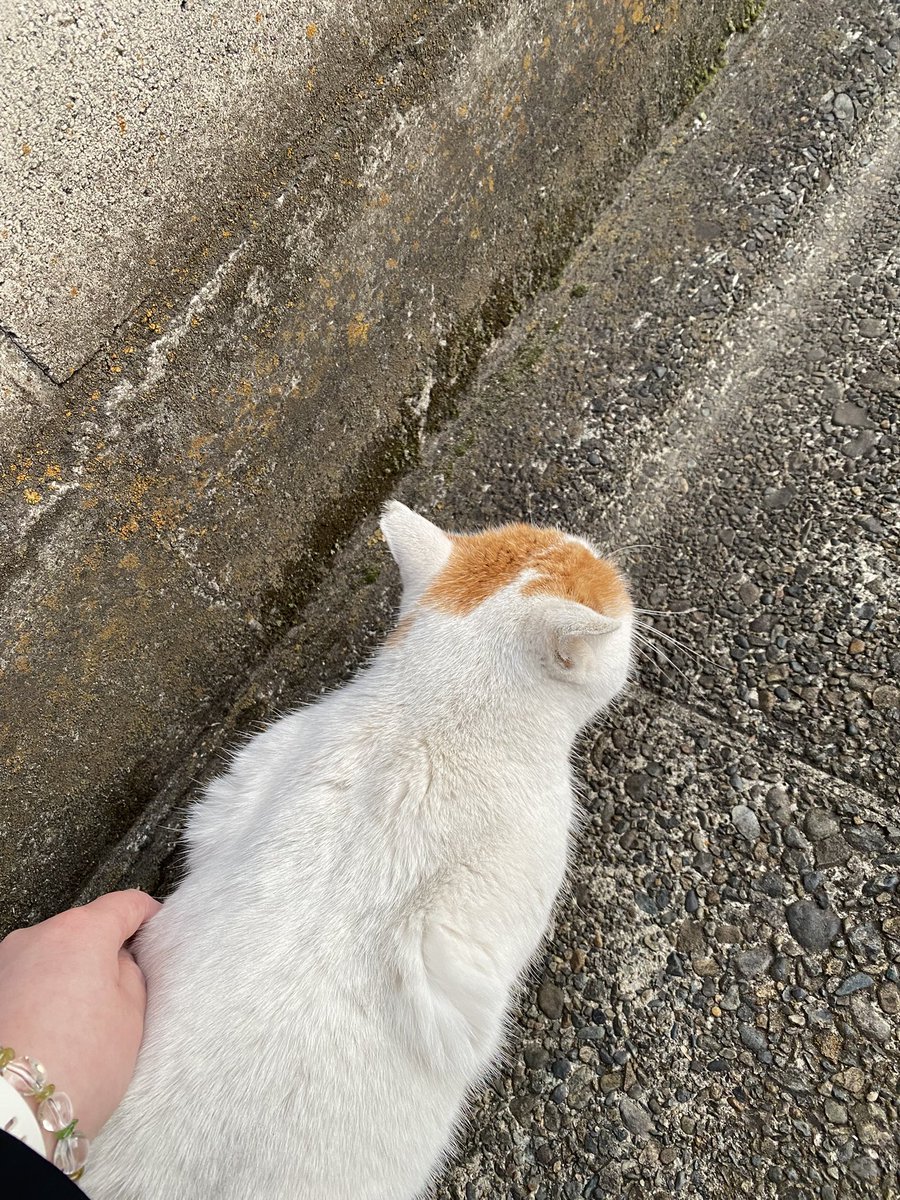 Eticelne's tweet photo. 雨の中、お散歩中だった白茶さんが撫でられに来てくれたのでモフモフしました。
右手に傘☂️、左手モフりの為写真撮れず。
以前の白茶さんの写真で茶を濁す🍵 https://t.co/oTVEMQjRjP