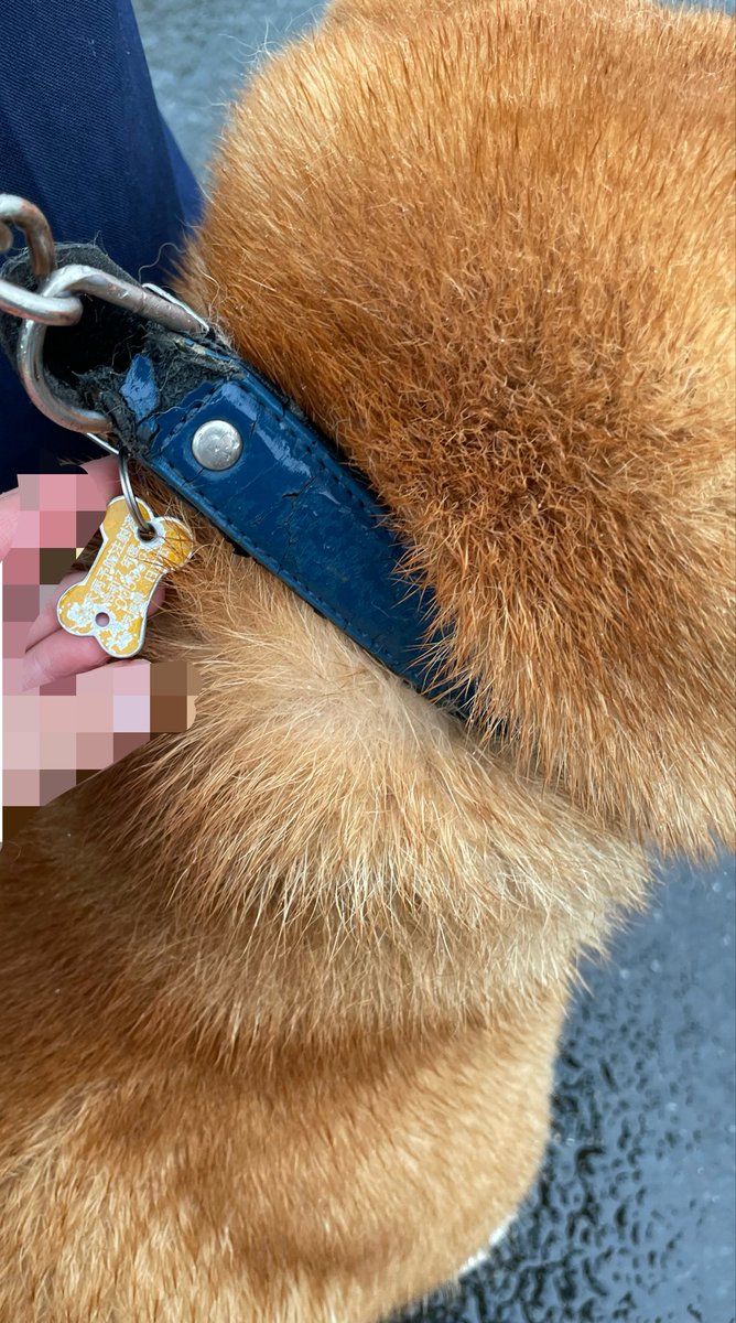 r_m_h_o_r_s_g's tweet photo. 【拡散希望 迷い犬】

本日迷い犬を保護しました🐶

大雨のせいで濡れており、車に轢かれたら危ないと思い警察の方に預けました

青い首輪もしており、とても人懐っこく近づいても吠えたり噛んだりもしません

お心当たりの方は日立警察にご確認を🙏

 #迷い犬  #迷子  #保護  #柴犬  #拡散希望 https://t.co/NdyH1GJkq8