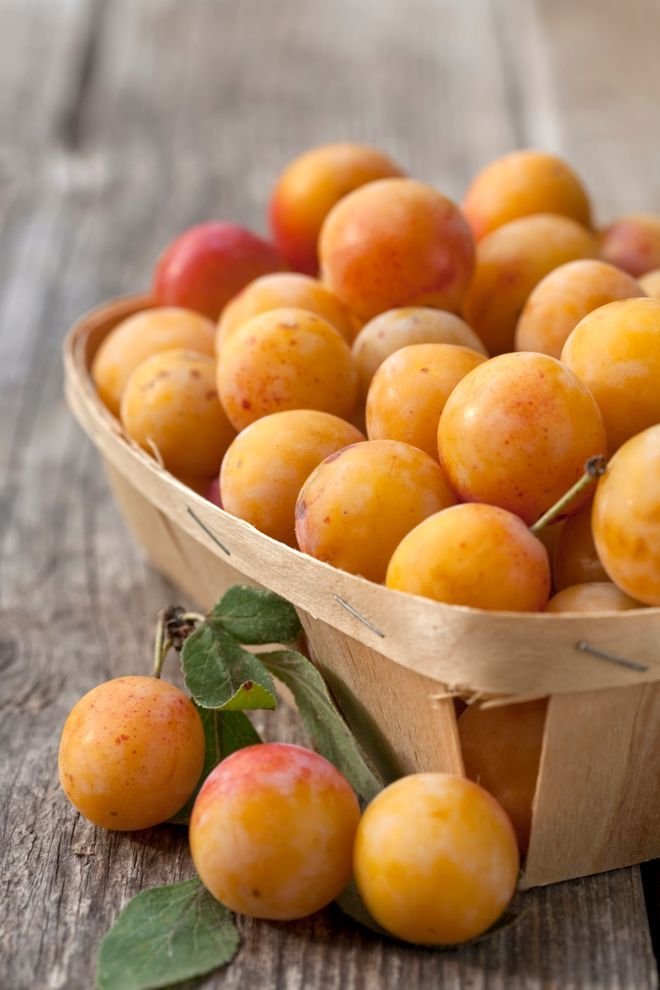 mey55790's tweet photo. C la saison  des Mirabelles !
En tartes et confiture  !
So délicieux ! https://t.co/D1Tp7FUdFh