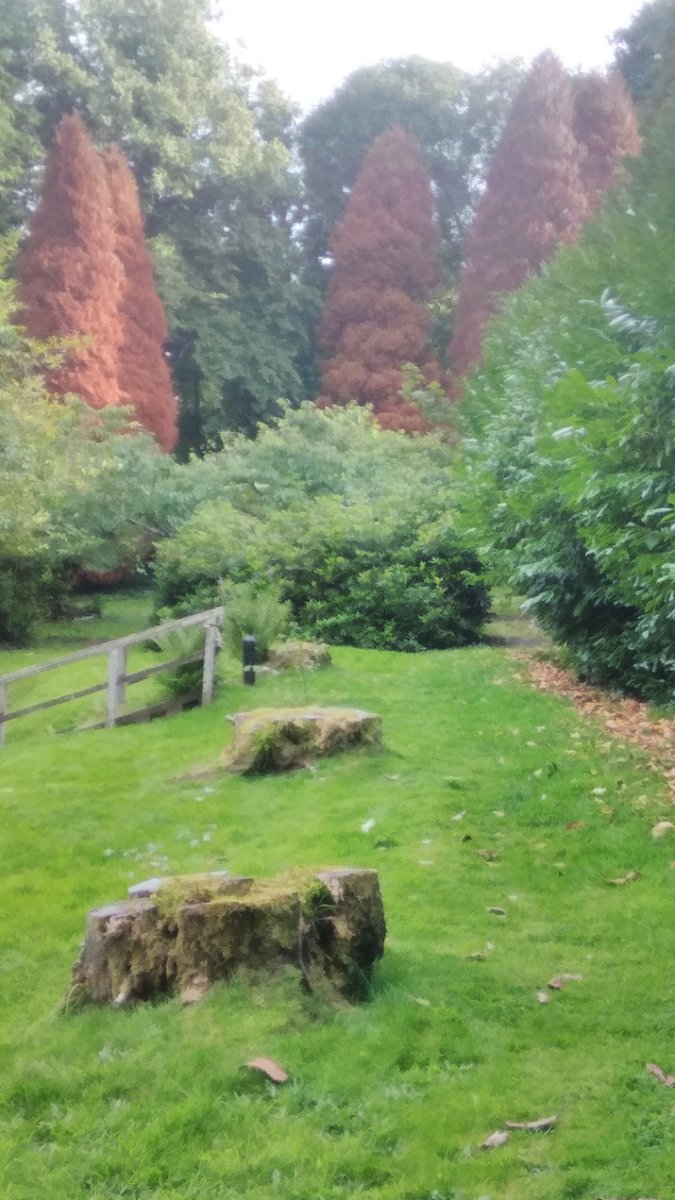 marie_bruce's tweet photo. Autumn's arrival in Strathpeffer, soon all the trees will be like this - russet and bronze and gold...🍂🍁 https://t.co/AOQ22WXVK0