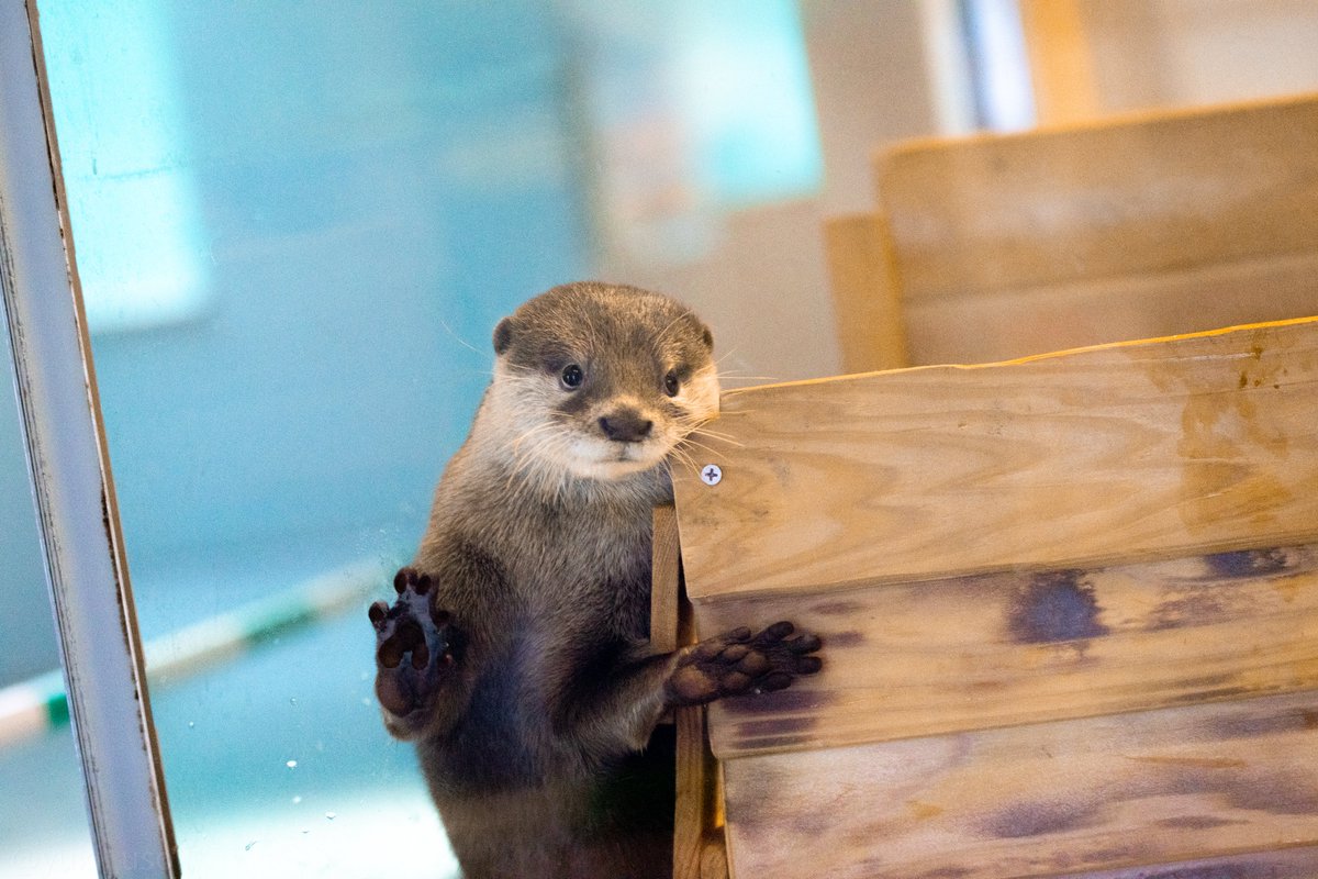 yuki_uso's tweet photo. ( ᐛ👐)パァ
#宮島水族館
#コツメカワウソ https://t.co/D0er3MxOc1